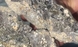 Göktaşı mı, Sıradan Taş mı? İşte Gerçek Göktaşını Anlamanın Yolları