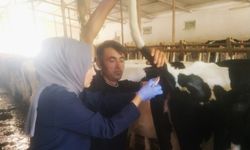 Erzincan’a gelen ithal hayvanların kontrolleri yapılıyor