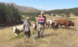 Erzincan'da kaybolan büyükbaşlar dron yardımıyla bulundu