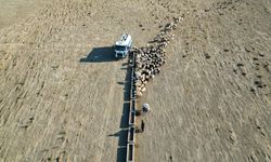 Van'da yayla dönüşü susuzluktan bitkin düşen koyunlara tankerlerle su taşındı