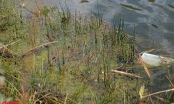 Bingöl'de Balpınar Gölü'ne bırakılan balıkların kirliliğe neden olduğu iddiası