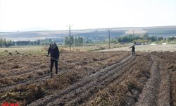 Bitlis'te yağışlar 10 bin dekar alandaki kuru fasulye hasadını aksattı