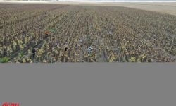 Depremzede mevsimlik tarım işçileri Ağrı'da ayçiçeği hasadında