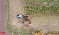 Erzincan Ovası'nda yetiştirilen şeker pancarı 1800 çiftçiye geçim kaynağı oluyor