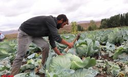 Erzurum'da 2 bin 500 dekar alanda 11 bin ton lahana üretiliyor