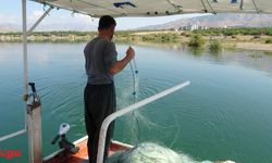 Sazangiller İçin Av Yasağı Başladı: Erzincan da Kapsamda