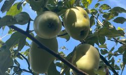 Kars'ta coğrafi işaretli "uzun elma"da hasat dönemi başladı