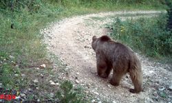 Kış uykusuna hazırlanan ayılardan korunmak için "yüksek ses çıkartın" uyarısı