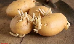 Filizlenmiş ve Yeşillenmiş Patates Büyük Tehlike