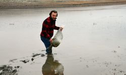 Sarıkamış'ta Asboğa Gölü'ne 15 bin sazan yavrusu bırakıldı