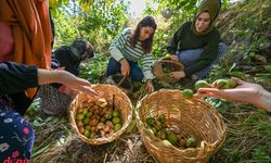 Vanlı kadınlar dağların eteklerinden topladıkları cevizi birçok şehre gönderiyor