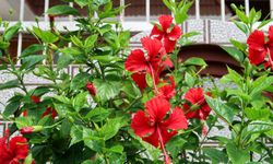 Japon (Çin) Gülü veya Hibiskus çiçeği bakımı