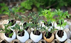 Çiçekleri coşturuyor, sağlıklı büyümesini sağlıyor, doğal gübre kaynağı!