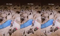 ÇOBANIN KÖPEĞİ ve Koyunları ile Çektiği Video Meşhur Etti: Eğlenceli Video Sayesinde Dünyaca Üne Sahip Oldu!