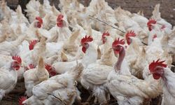 Tavuk ve yumurta üretimi arttı