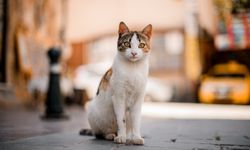 Kedilerin İslam Tarihindeki Önemi ve İnsan Sağlığına Faydaları