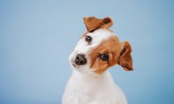 Köpekler neden kafalarını yana yatırır?