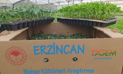 Erzincan Bahçe Kültürleri Araştırma Enstitüsü sebze fidelerinin satışına başladı