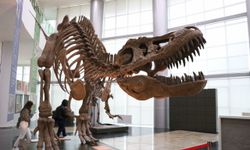 Milyonlarca yıllık fosillerin sergilendiği Biyoçeşitlilik Bilim Müzesi yakında açılacak