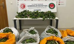 İran uyruklu 6 kişi dev soğan bitkisini yurt dışına çıkarmaya çalışırken yakalandı