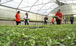 Lise öğrencileri serada sebze yetiştiriyor