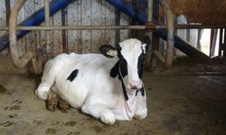 Türk müziği ineklerin süt verimini artırıyor
