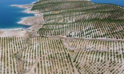 Elazığ'da 5 yılda 200 bini aşkın badem fidanı toprakla buluşturuldu