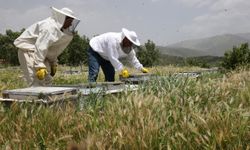 Gezgin arıcılar Hizan'ın zengin floralı yaylalarında bal mesaisinde