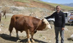 Hakkari ve Bitlis'te besicilerin kurbanlık mesaisi devam ediyor