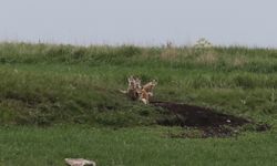 Kars'ta yuvalarından çıkan tilki ailesi yavrularıyla görüntülendi