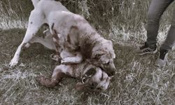 Erzincan'da Vahşet! Köpek Dövüştürdüler Kayda Aldılar!