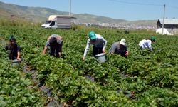 Muş'ta üreticiler çilek hasadına başladı