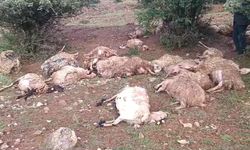 Erzincan'da Koyun sürüsünün üzerine yıldırım düştü 51 koyun telef oldu