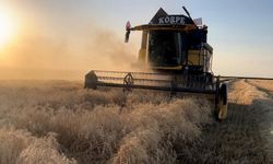 Yerli ve Milli buğday çeşidi “Payitaht” çiftçinin yeni gözdesi