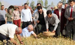 Van'da akademisyenlerin yetiştirdiği tıbbi ve aromatik bitkilerin hasadı yapıldı