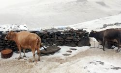 Kars’ın Tuygun köyü yaylası dolu ve karla beyaza büründü