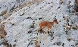 Malatya'da dağ keçileri dronla görüntülendi