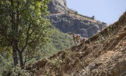 Tunceli'de koruma altındaki yaban keçileri yavrularıyla görüntülendi