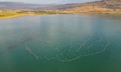 Van Gölü Havzası yazlıkçı flamingoları ağırlıyor