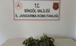 Bingöl'de 1 kilo 930 gram esrar, 180 kök Hint keneviri ele geçirildi