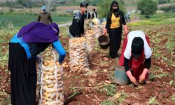 Patates hasadına başlandı