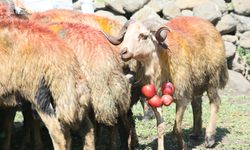 Kars'ta asırlık "koç katım" geleneği renkli görüntülerle yaşatılıyor