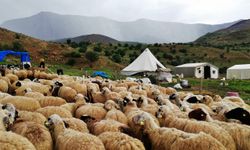 Küçükbaş Hayvan Desteklerinde Büyük Düşüş: Üreticiler İsyanda!