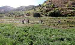 Elazığ'dan Doğu ve Güneydoğu Anadolu'daki göl ve göletlere 25 milyon sazan yavrusu takviyesi