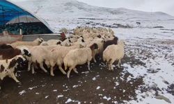 Erzincan'da Üreticiler Kar Yağışına Hazırlıksız Yakalandı! (VİDEO HABER)