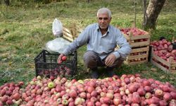 Hakkari'de elma hasadı başladı