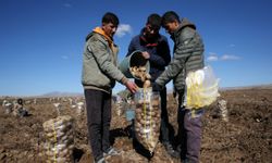 Bitlis'te 50 bin dekar alana ekilen patateste bu yıl verim yüksek