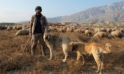 Erzincan'da çobanların en yakın dostları: Çoban köpekleri (VİDEO HABER)