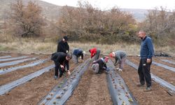 Tatlısu Köyü Çilek Üreticiliği ile Geleceğe Umutla Bakıyor