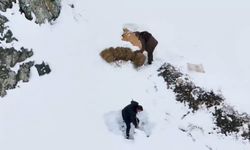 Erzincan'da yaban hayvanlarına yem bırakıldı